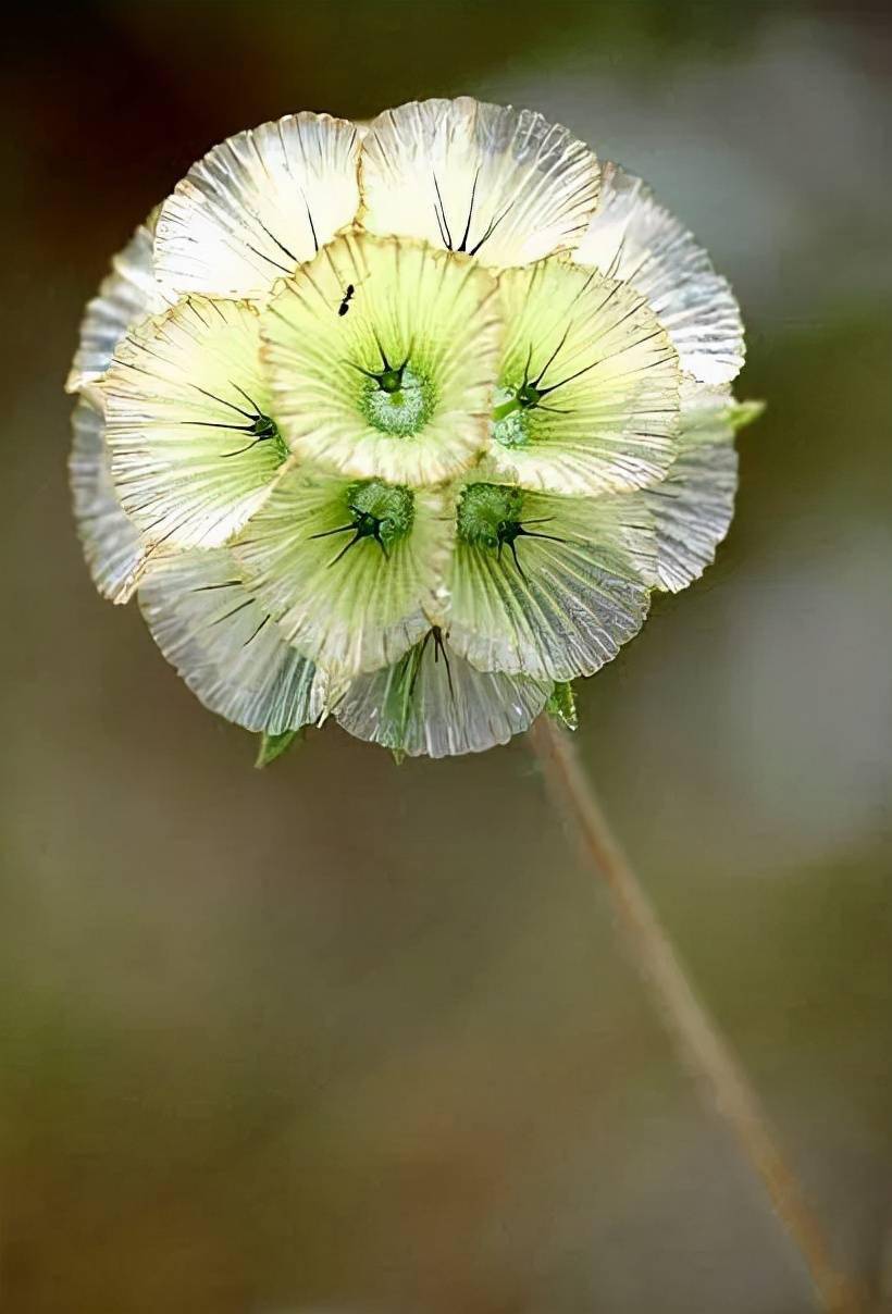 40多种奇异的花草欣赏_紫色_颜色_叶上花