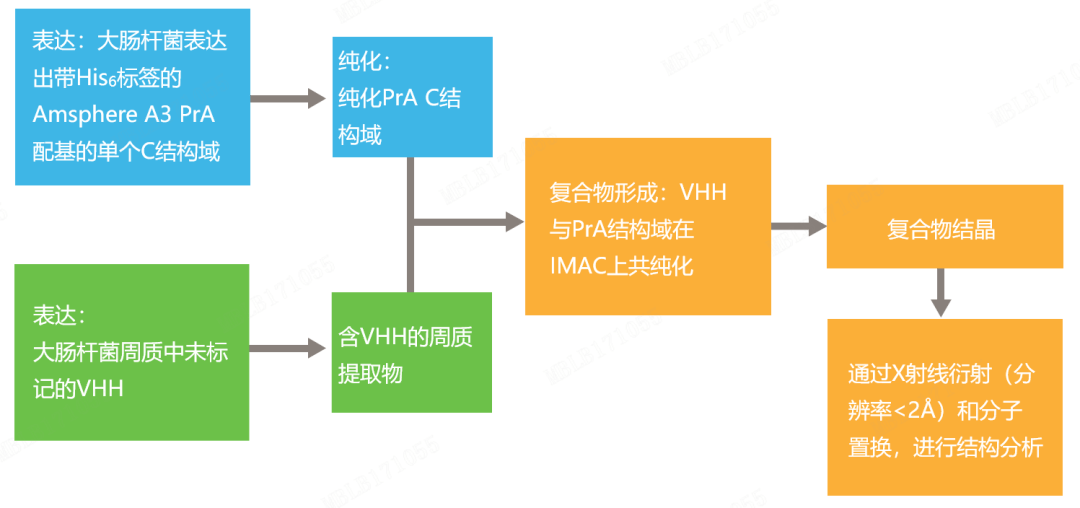 amsphere64 a3 protein a树脂:抗体片段和单域抗体纯化新选择_进行