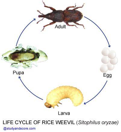 这是一种完全变态的昆虫,并不是说这种昆虫很变态,只是说它在生长