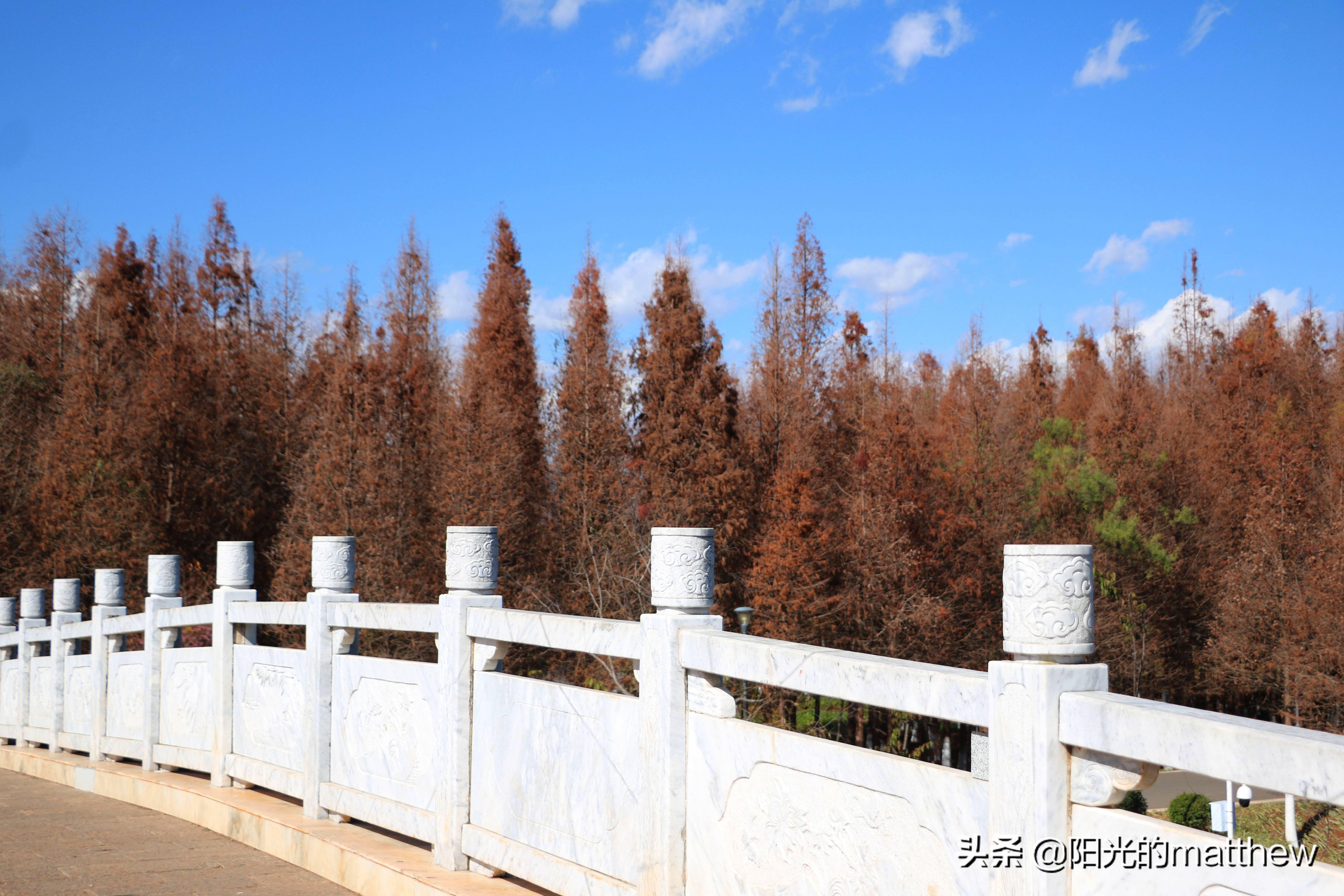 走进昆明星海半岛湿地公园滇池湖面波光粼粼的风景美