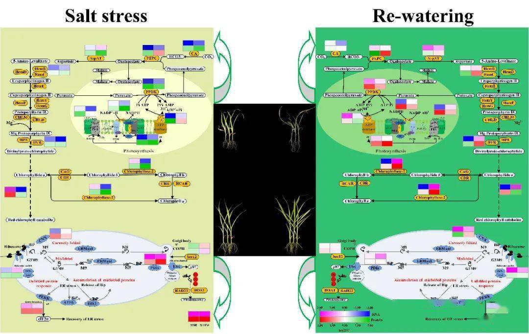 图1盐胁迫及复水条件下糜子叶绿素合成,光合作用及蛋白质合成通路的