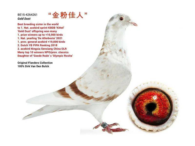 "金粉佳人",世界最佳"基特尔"的育种姐妹山格斯后代在葡萄牙取得成功