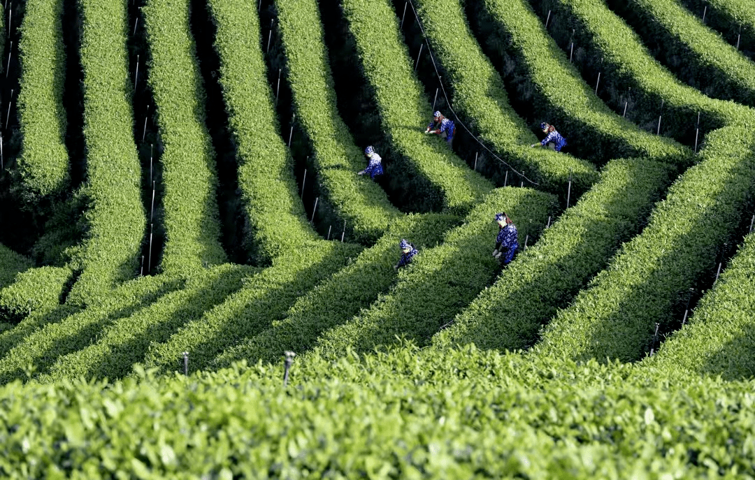 茶山_梅岭村_茶园