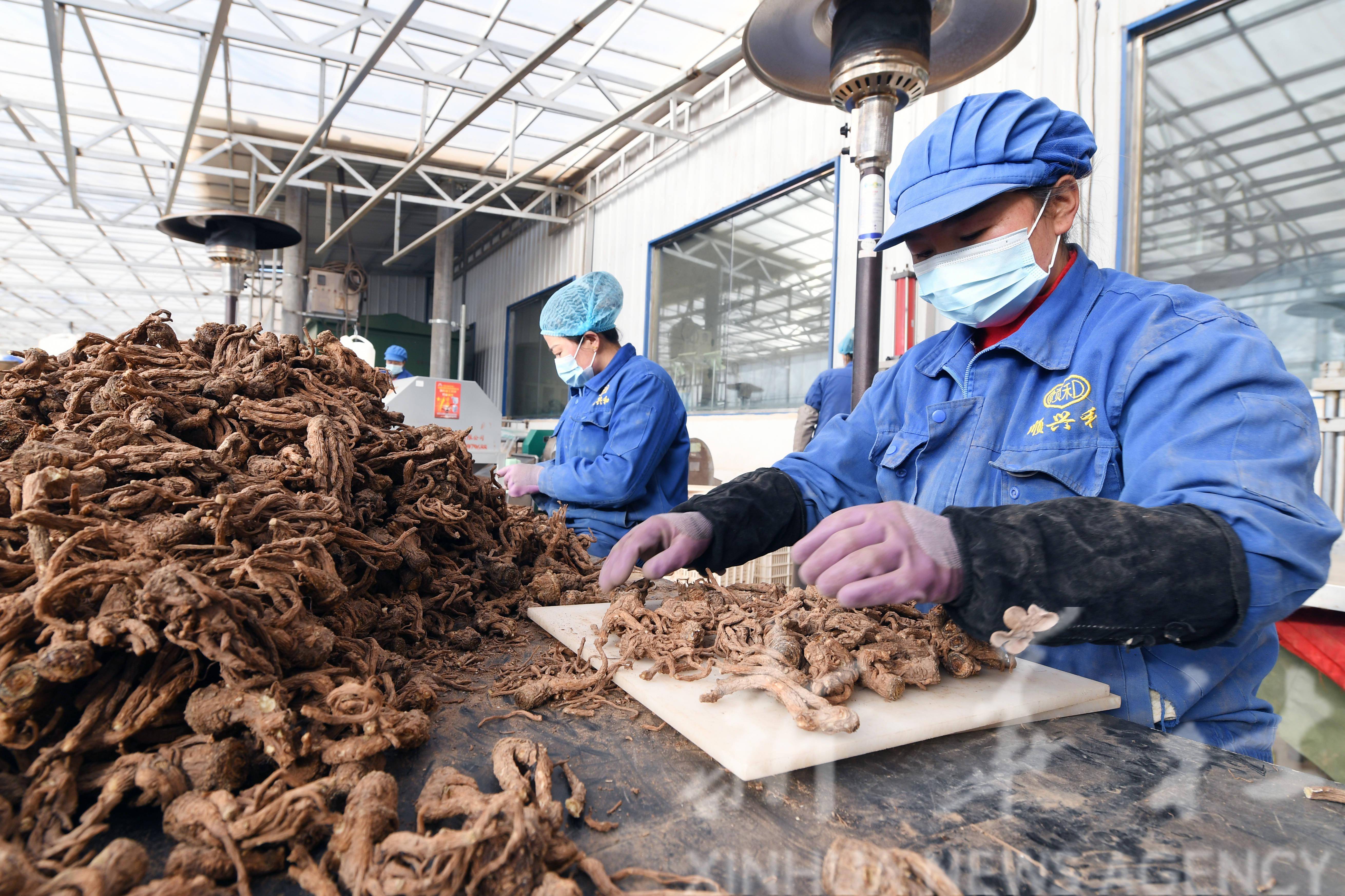 1月19日,在岷县一家中药材加工企业,工人分拣当归切片.