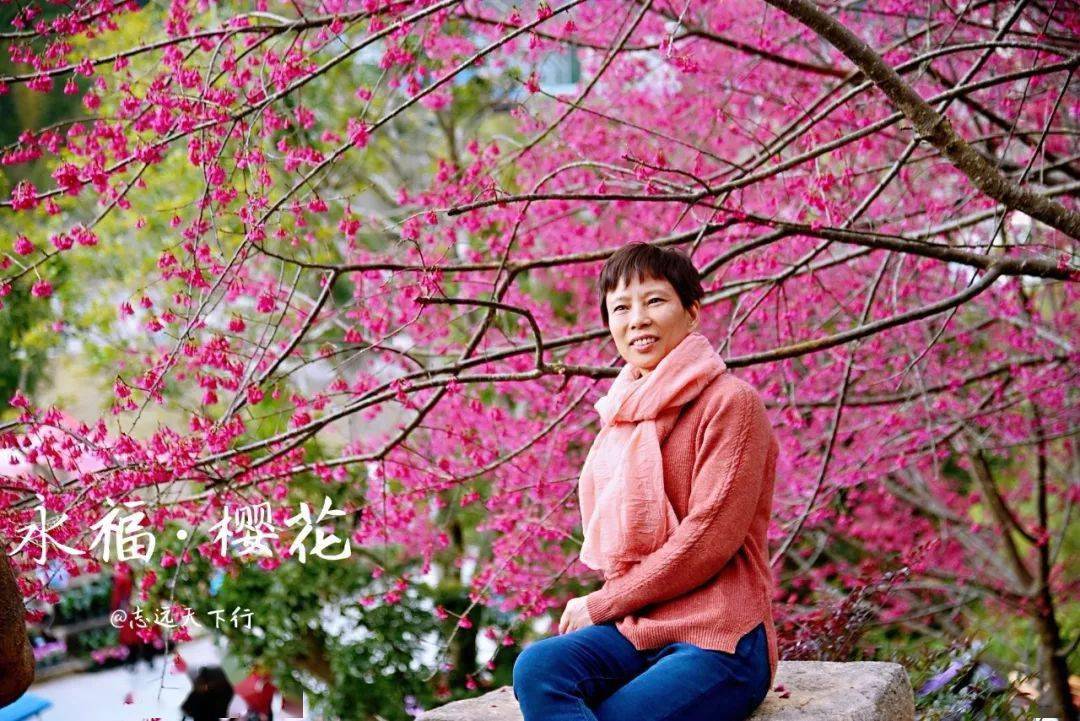 2022赏樱第三期1月23日大陆阿里山漳平永福樱花一日旅拍活动