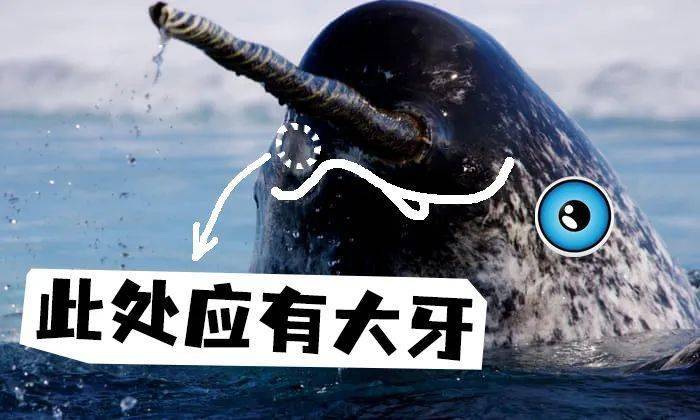 独角鲸:一颗大牙说明书_神经_功能_獠牙