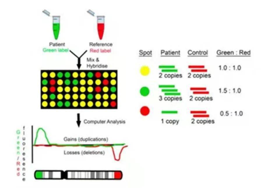 基因检测技术概要_荧光_进行_染色体