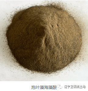 是生长在海洋中的低等光合营养植物,富含海藻多糖,岩藻黄素,褐藻多酚