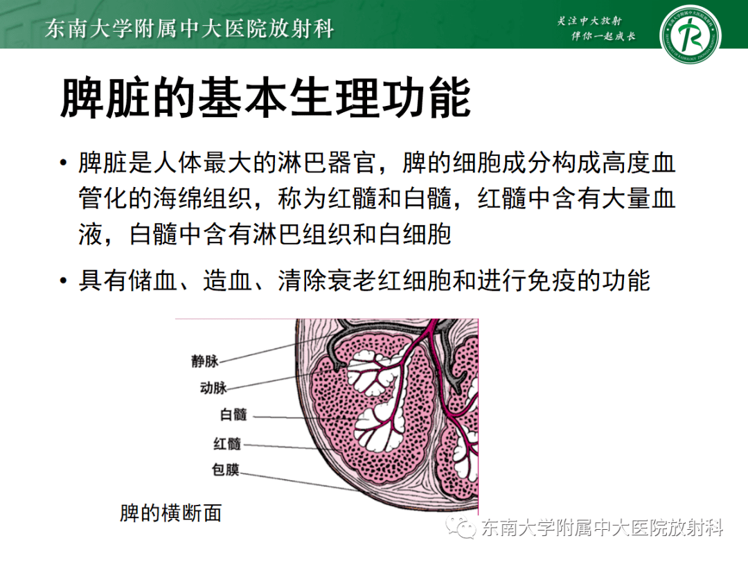 详细讲解脾脏先天性变异