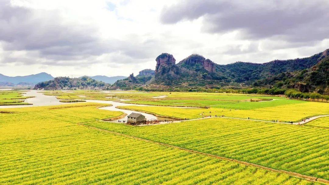 临海桃江十三渚,金黄满地的500亩油菜花 1日游_活动_国际旅行社_春一