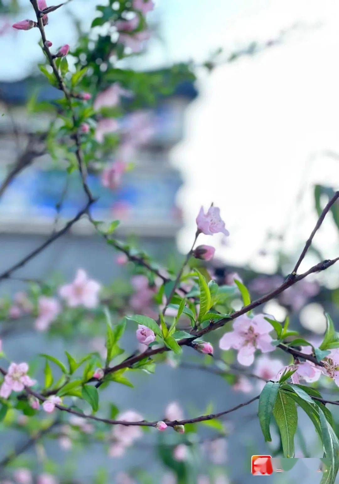 福州世遗林,开花啦～_施烁_梁厝_樱花