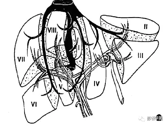 最全肝脏的表面解剖及分叶分段_门静脉_系统_韧带