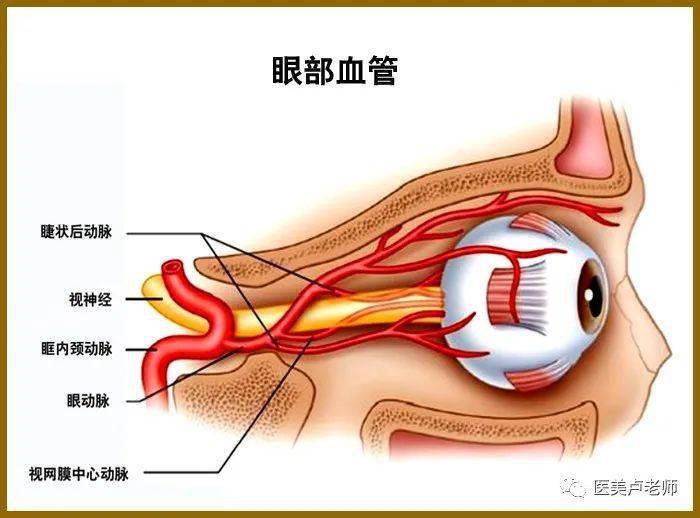 眼睑与眼睑的组织结构_动脉_结膜_静脉