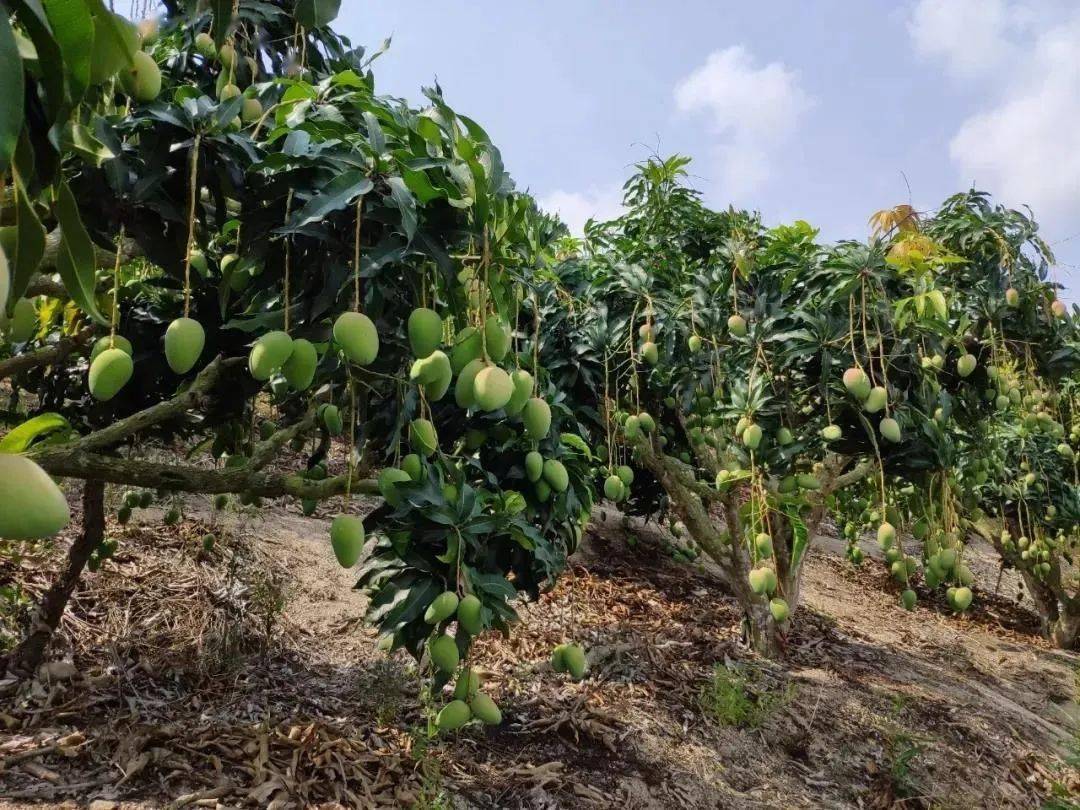 9/箱新鲜直达!_芒果_口感_甜度