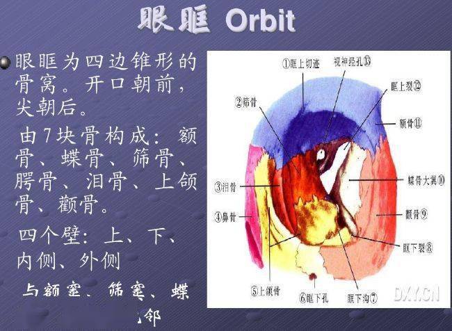 ppt图文:眼部的解剖与生理_防控_儿童_青少年