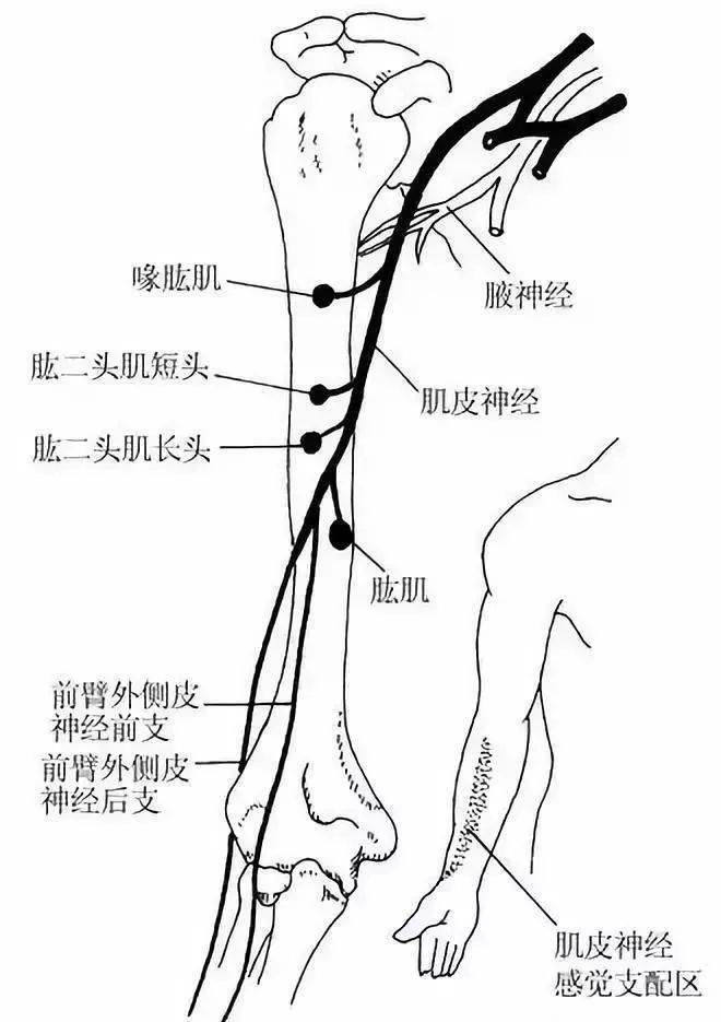 从肱骨外侧髁一直到前臂外侧的腕部近端屈肌皱褶(桡动脉穿刺区域)