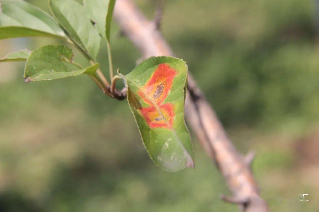 春季常见植物病害