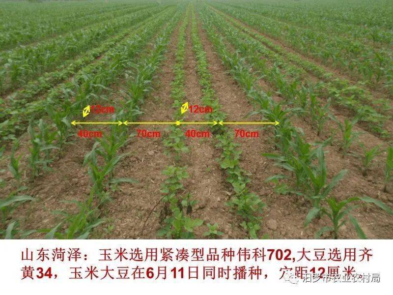 大豆玉米带状复合种植技术探究