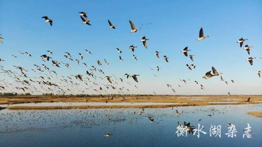 领略衡水湖生态之美湿地鸟类的天堂