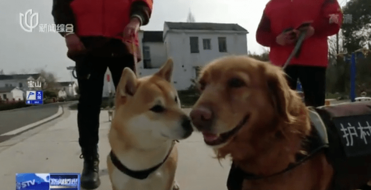 俞凤英 南杨村护村犬队伍队员