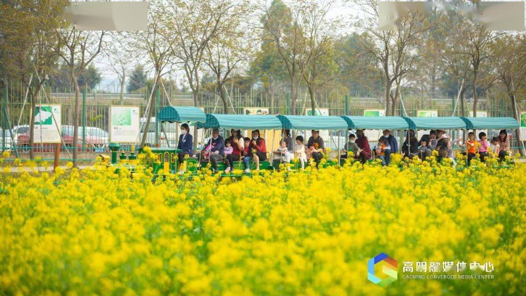 高明万亩花海绽放,错过等一年_明湖_西江_油菜花