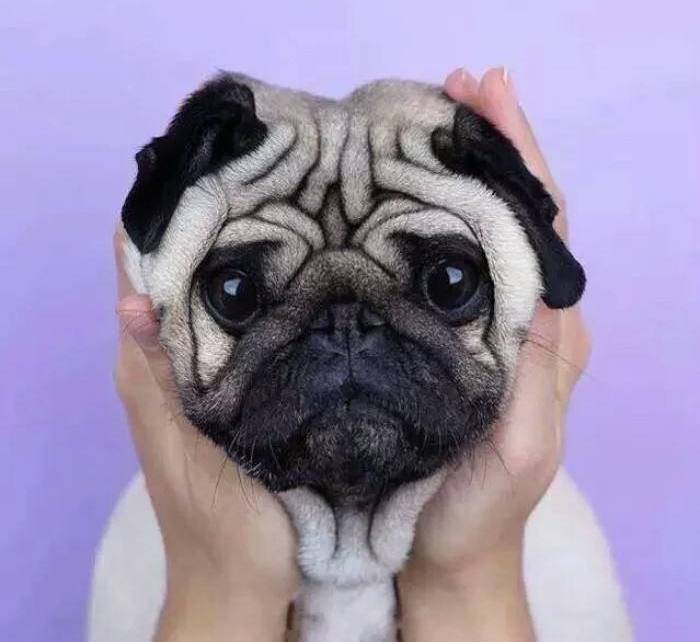 因为|巴哥犬训练很难？我想你应该要遵循这5点，掌握就简单！