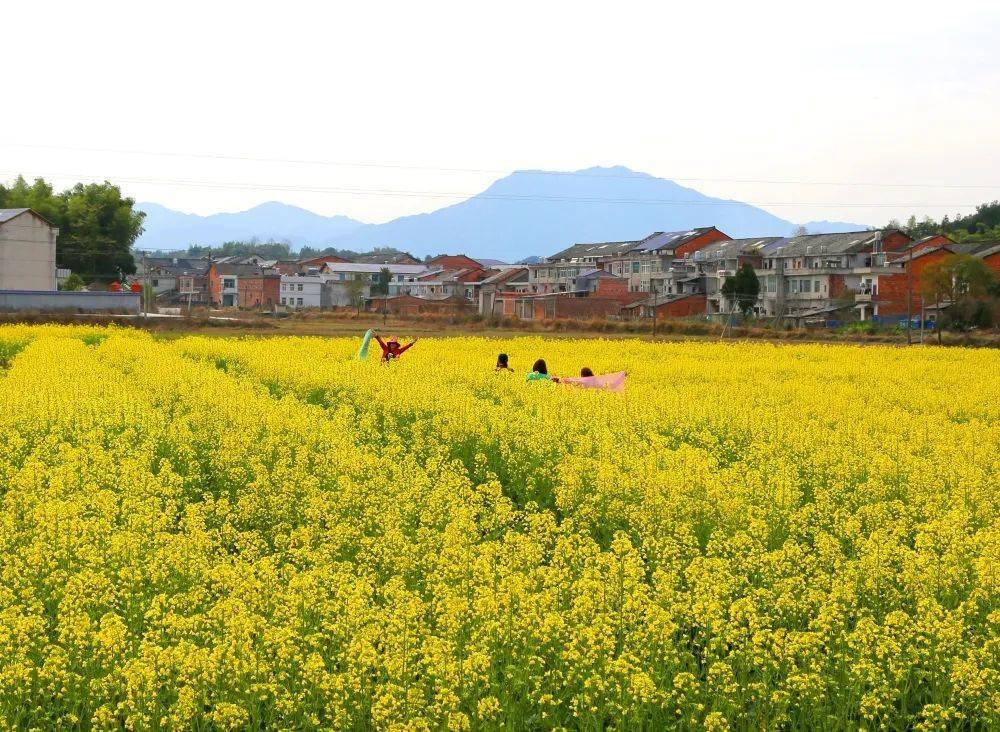 沙田乡提到宁乡赏油菜花的地方,自然不会遗落下菁华铺乡陈家桥村.