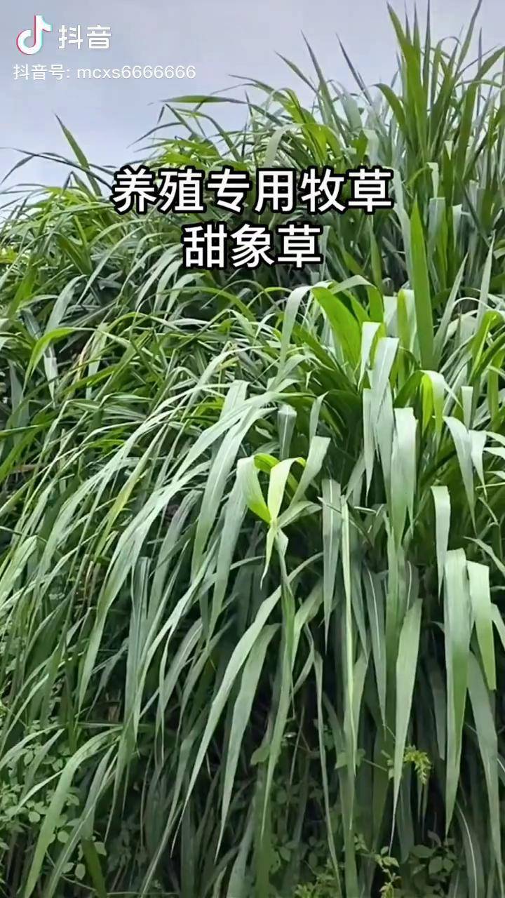 甜象草是一种高产高蛋白牧草多年生是畜牧养殖首选牧草之一适合牛羊鱼