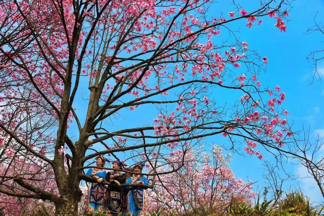 带你看北川每日一景④药王谷辛夷花儿开缤纷灿烂醉游人