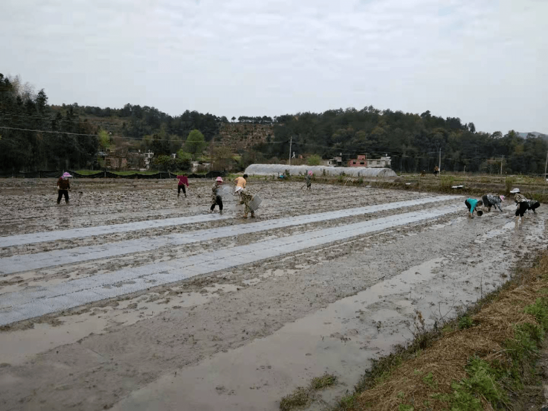 站塘乡早稻播种面积340亩