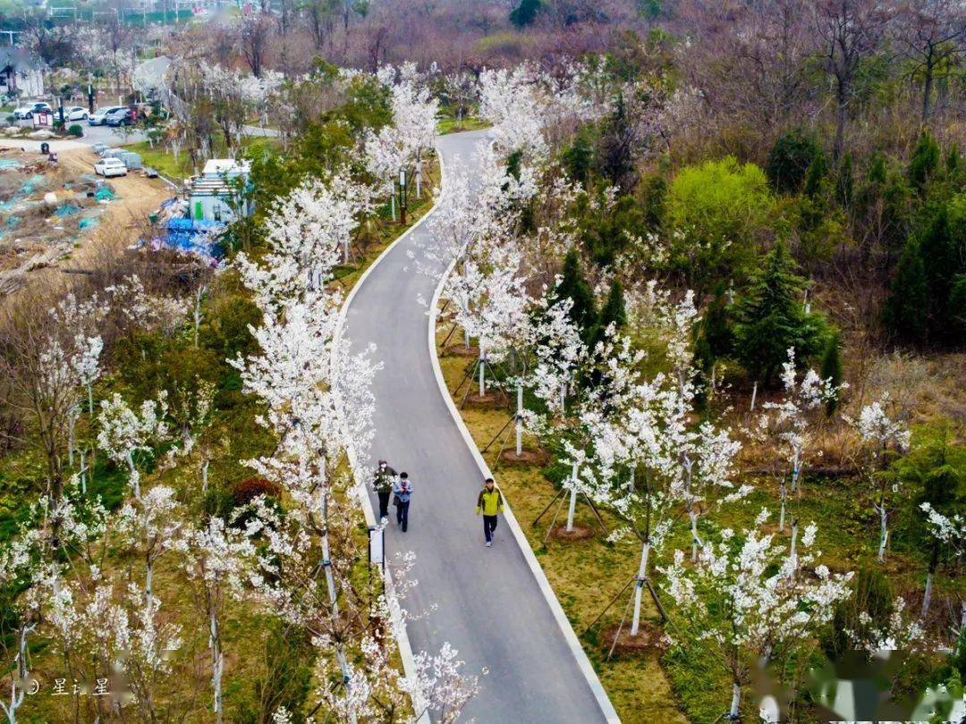 美丽徐州 | 樱之谷,花中行_樱花_辛山_公园