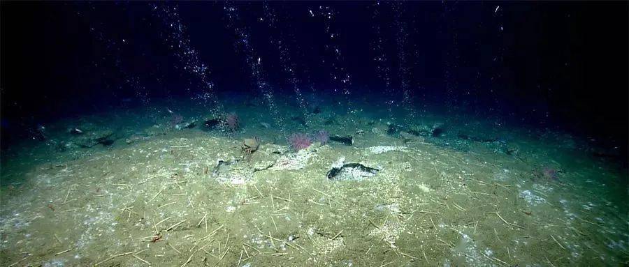 海洋科普(1680)| 深海冷泉——海底的"沙漠绿洲"_变化_生物_海马