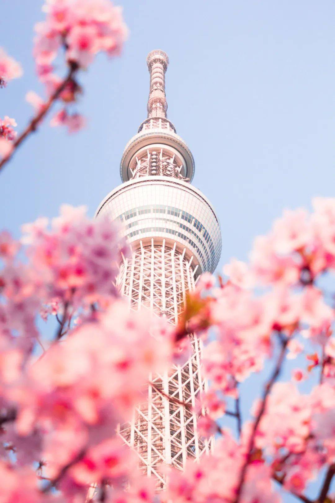 樱花似乎给东京繁忙的景象带来了柔美和宁,浪漫的樱花似乎把晴空塔