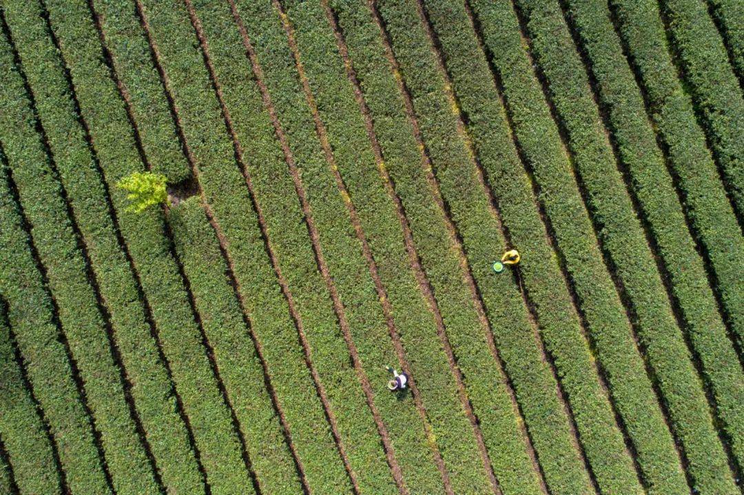 黔西:春茶采收忙_种植_中坪镇_茶叶