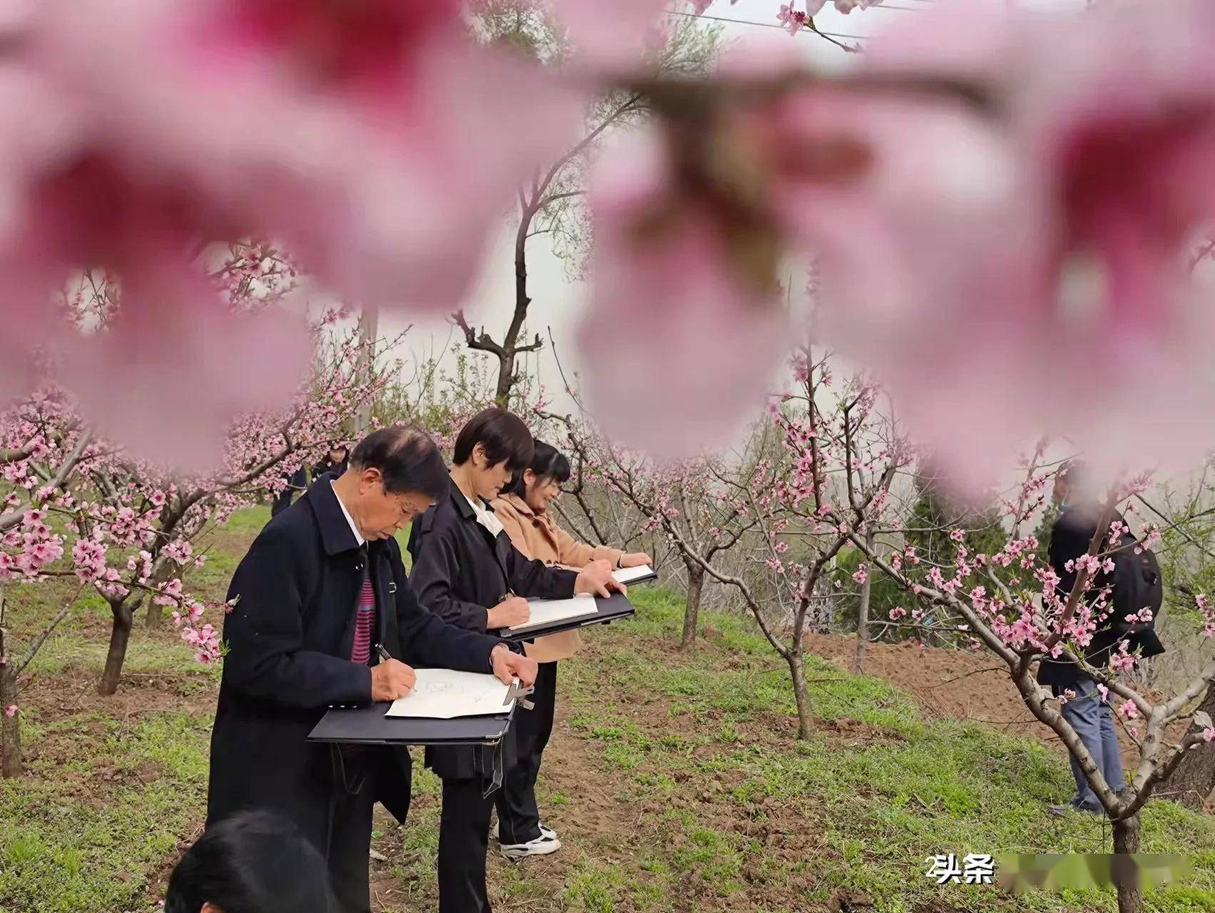 诗画鄠邑花开四季桃醉柳泉西安市鄠邑区第四届柳泉桃花节今举行