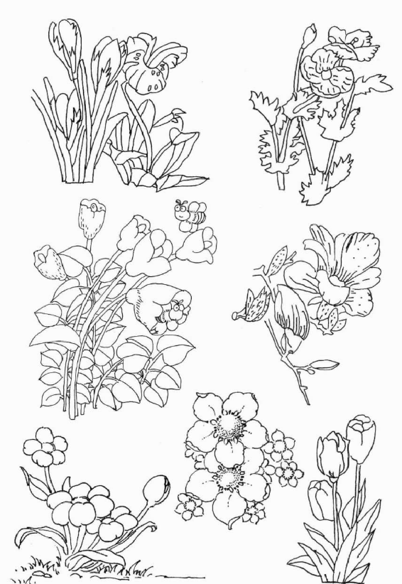 花卉植物线稿临摹素材黑白线稿