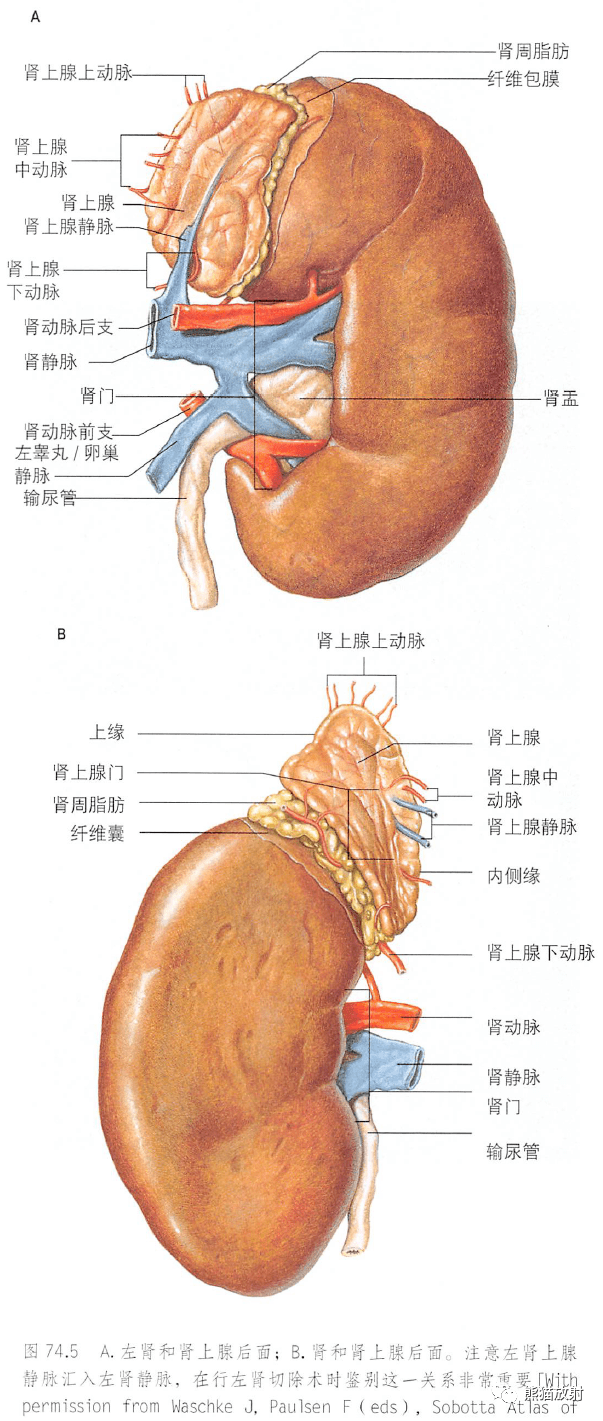 解剖丨脾肾上腺泌尿生殖发育肾和输尿管