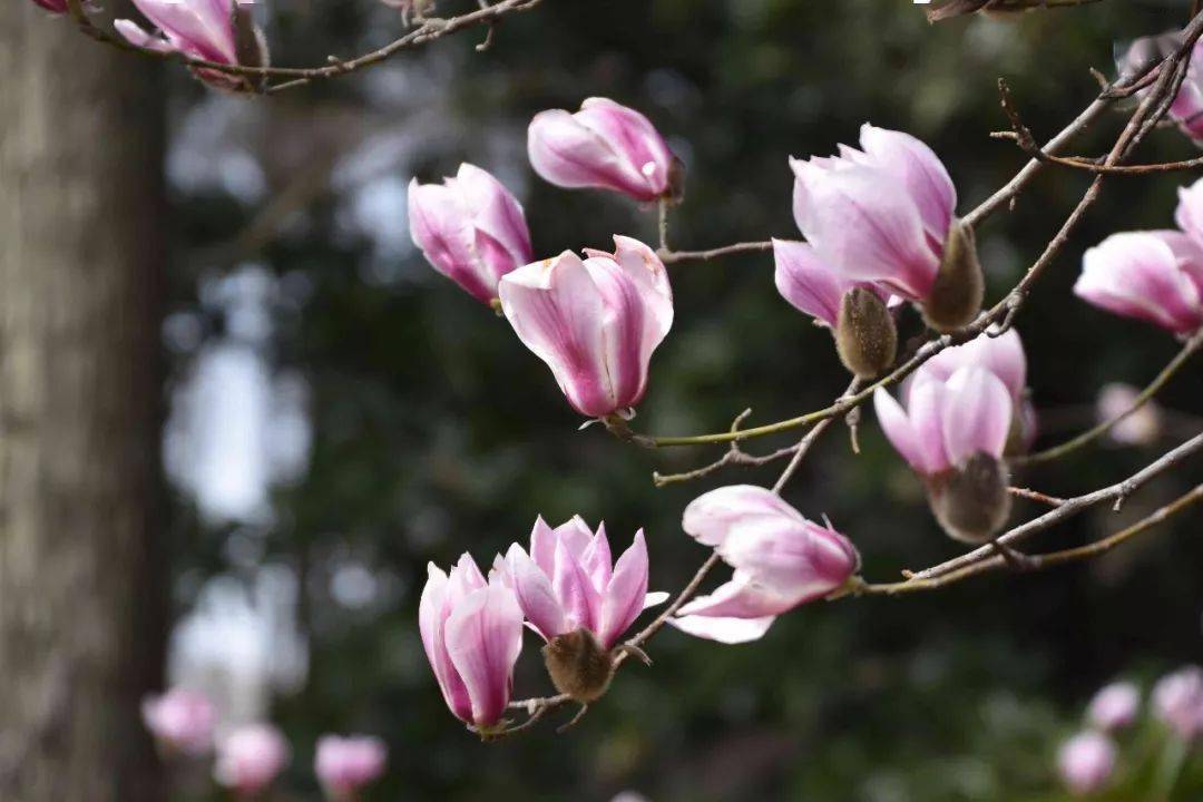 幼儿科普带娃认认这些小区常见花草和野菜吧请收藏