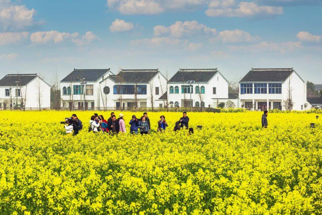 【金黄色的地毯】给这片油菜花海_太湖_江南_阳澄湖