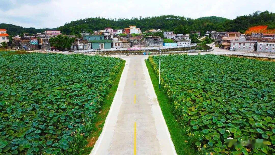 台城桂水村:打造特色农产品牌 助力乡村产业振兴_台山_余民发_荷花