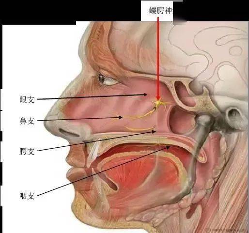 蝶腭神经痛是临床上比较罕见的头面部疼痛,发病率仅 0.4‰~0.