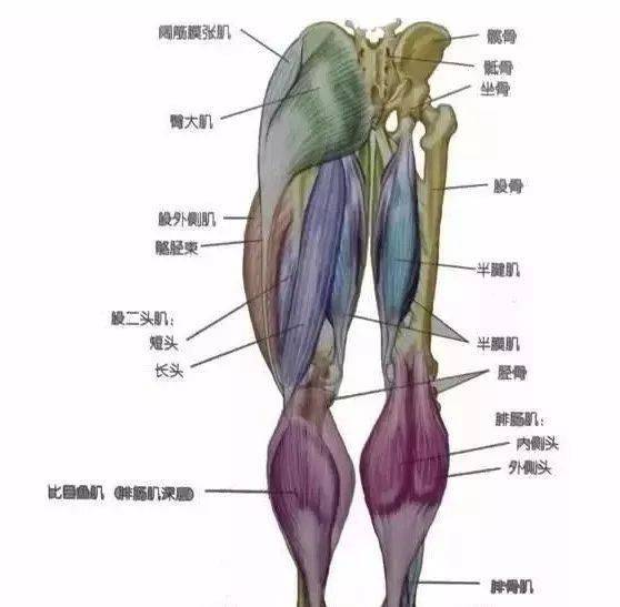 二,腿部训练方法深蹲众所周知的腿部动作,三大项之一,体现力量的一个