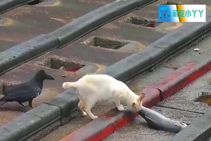 猫咪偷来一条鱼乌鸦在身后准备偷袭镜头拍下搞笑瞬间