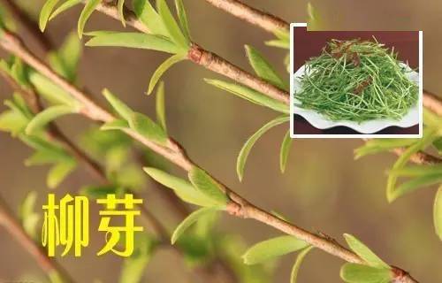 一种野菜治一种病,今年春天,不能再错过这些野菜_吃法_功效_作用