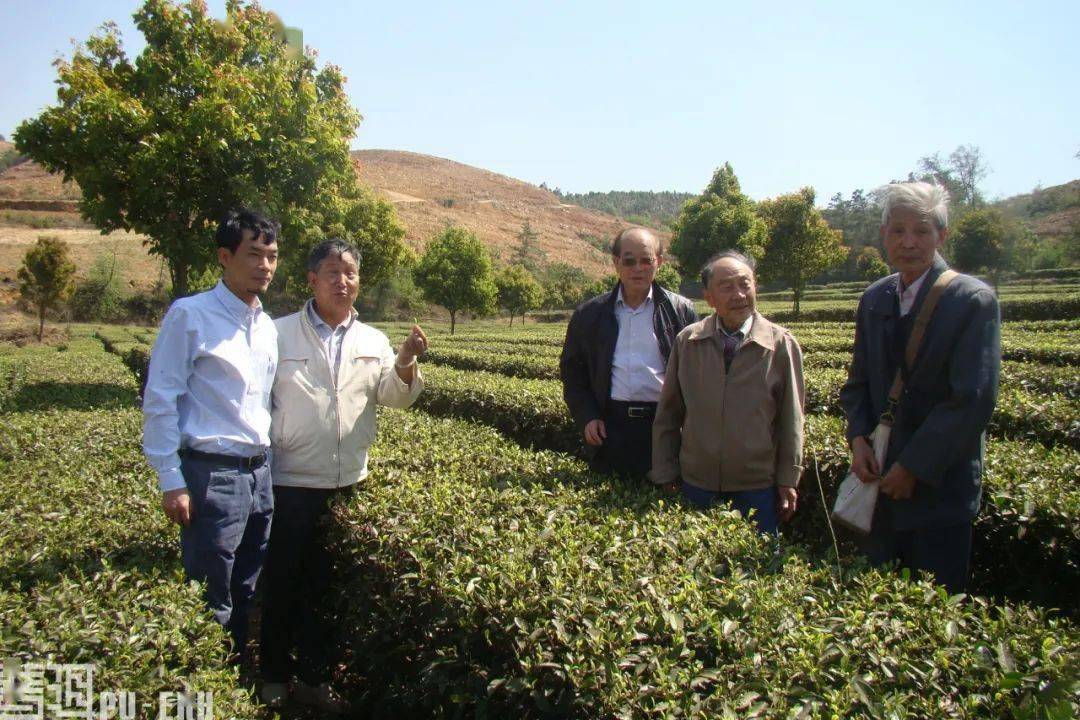 张芳赐一程茶香路十里碧云天