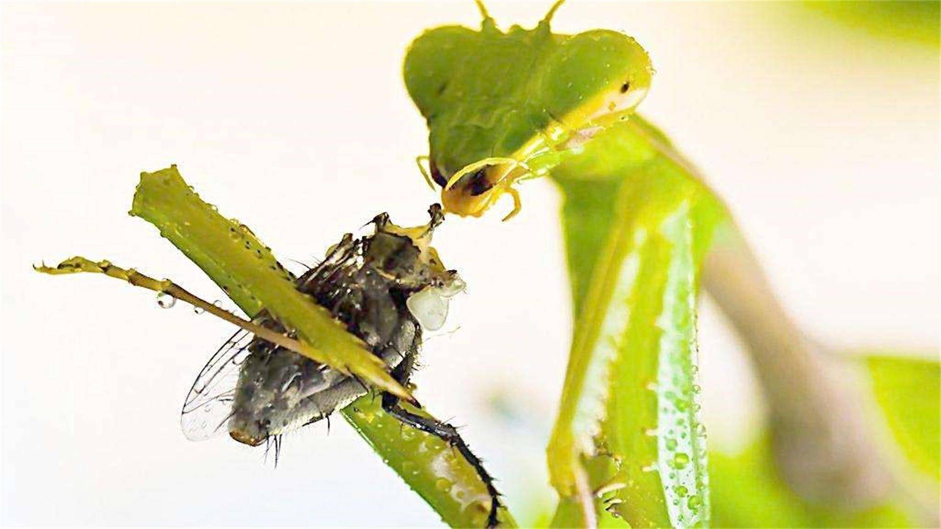 螳螂的咬合力也是不容小觑的,螳螂的口器和上颚十分发达,能够爆发出