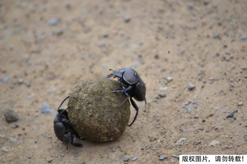 真没想到…_蜣螂_粪便_世界