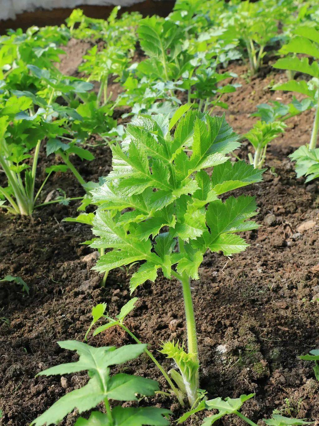 5月的东北山野菜的盛宴