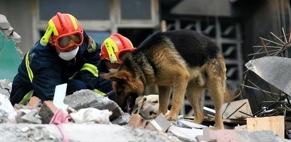 汶川地震67只搜救犬全部离世谢谢你们曾为我们拼过命