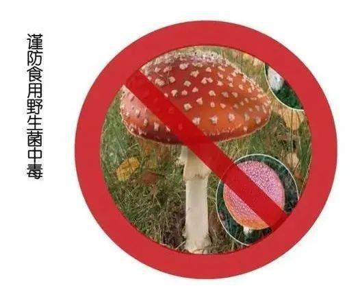 17预防野生蘑菇中毒宣传日",红星实验小学特进95以下95品安全风险